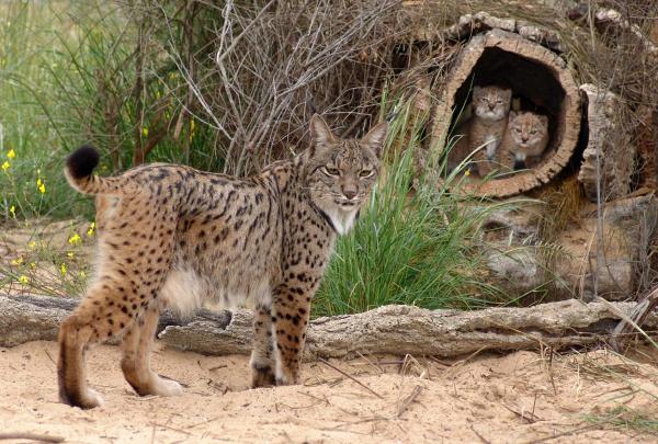 The Difficult Task Of Saving The Iberian Lynx – A New Proposal
